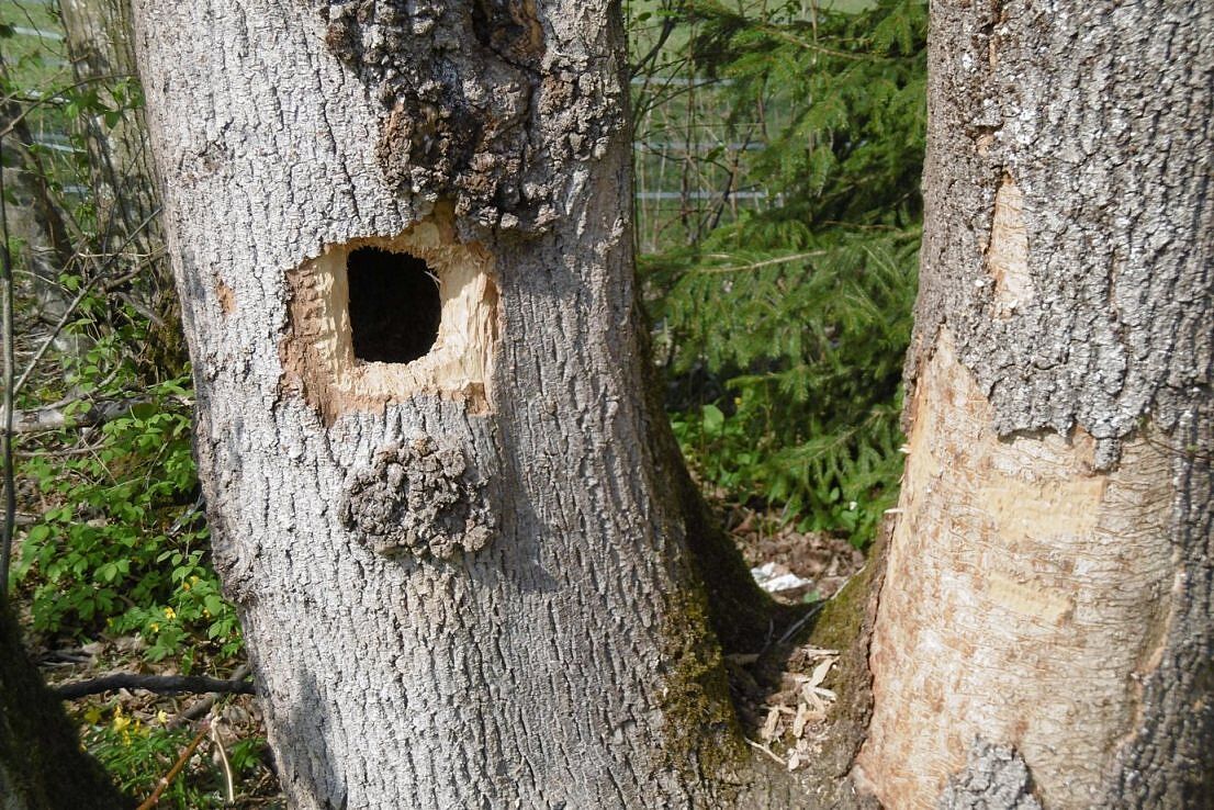 Schwarzspechthöhlenbaum