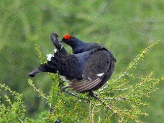Birkhahn am kleinen Jenner, Foto Toni Wegscheider