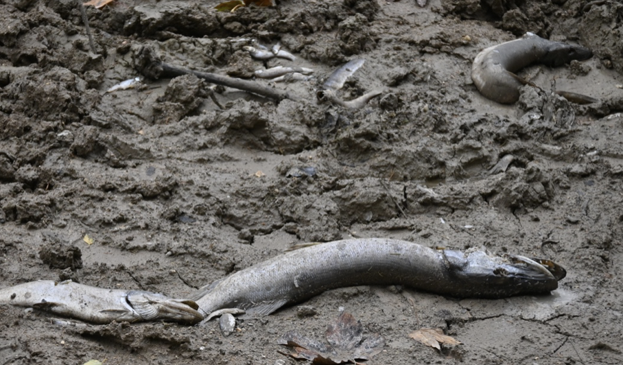 Tote Fische, auf dem Bild vorwiegend Hechte, im ausgetrockneten Altwasser des Saalachsees