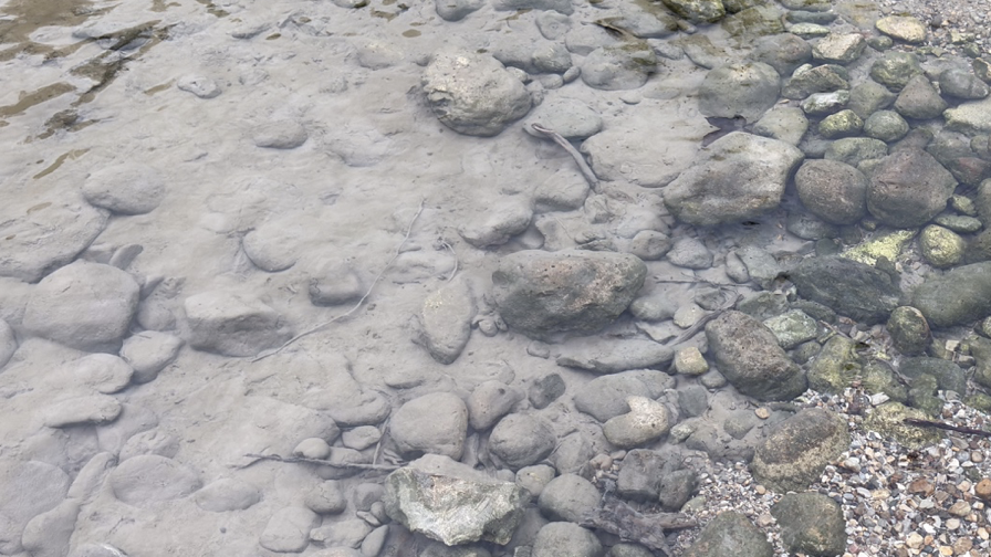 4 km flussabwärts vom Kiblinger Wehr (im Bereich des Uferrückbaus, Aufnahme vom 11.10.): Links strömt die Saalach, von rechts erfolgt ein kontinuierlicher, sauberer Grundwasserzufluss; dort erkennt man das ursprüngliche Kiesbett, links ist alles überdeckt vom Schlamm